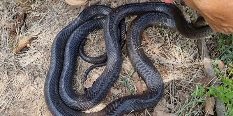 Giải mã thông tin liên quan về giấc mộng thấy rắn đen