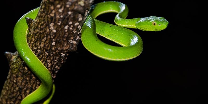 Ý nghĩa của loài rắn theo phong thủy