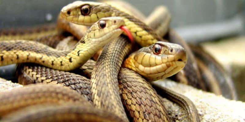 Lời nhắc nhở cho chủ mơ thấy rắn trắng hai đầu