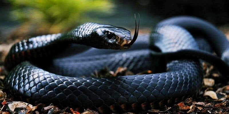 Mơ thấy rắn đánh con gì nếu rắn màu đen? 