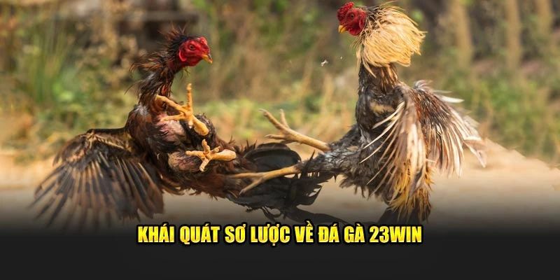 Đôi nét về siêu phẩm chọi kê cùng 23Win